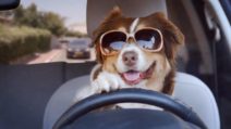 Customise This Dogs Funny Videos Driving a Car