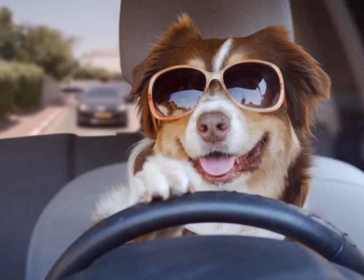 Edit Your Funny Dog Videos Using These Simple Tricks
