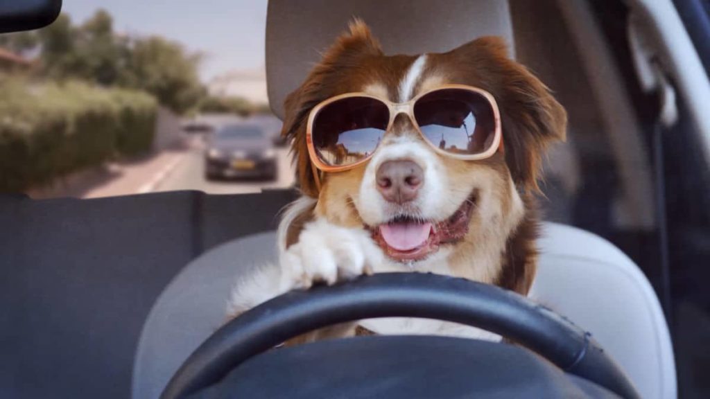 Customise Funny Dog Videos Like Driving a Car